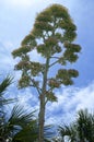 Tall majestic flower stalk of agave century plant