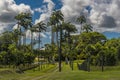 Tall and majestic Royal Palm trees tower above other palms in Barbados