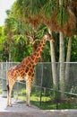 Giraffe trees profile Naples Zoo Florida