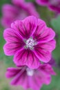 Common mallow, Malva sylvestris, reddish-purple veined flower