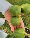 Tropical Pink Guava Fruit In Louisiana Royalty Free Stock Photo