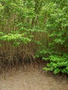 Tall mangrove trees on at coastal wetlands, Chanthaburi, Thailand