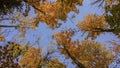 Tall Maple leaves reaching sky Royalty Free Stock Photo