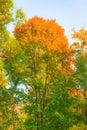 Tall maple tree with autumn color of the leaves of the crown of a tree, different colors