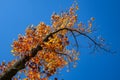 Tall Maple Tree Full of Colorful Fall Leaves Against Deep Blue Sky