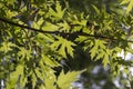 Tall maple tree in summer