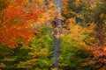 Tall Maple tree surrounded with fall foliage