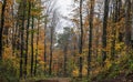 Tall Maple trees in autumn time in Black river national forest, Michigan