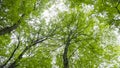 Tall Maple trees reaching sky