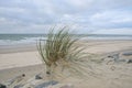 Tall Marram grass on a sandy sandy beach against the seascape Royalty Free Stock Photo