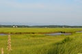 Tall Marsh Grass at Powder Point in Duxbury Royalty Free Stock Photo