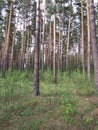 tall masted pines rush up into the pine forest Royalty Free Stock Photo