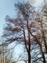 Tall, mature alder trees with beautifully curved branches, mostly directed to one side, against the backdrop of a sunny blue sky.