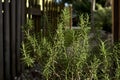 Tall mature rosemary plant growing in sunshine