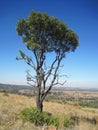 TALL MATURE TREE ON AN ELEVATED GRASSLAND IN A SOUTH AFRICAN LANDSCAPE IN WINTER