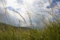 Tall meadow grass moving in the wind with a bright cloudy sky and distant hills Royalty Free Stock Photo