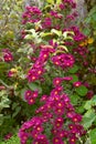 Tall Michaelmas daisy plant with pink flowers