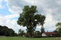 Tall mighty large tree with dense dark green leaves growing above family houses surrounded with grass and trees Royalty Free Stock Photo