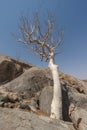 Tall moringa tree