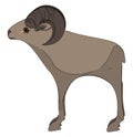 A tall mouflon vector or color illustration Royalty Free Stock Photo