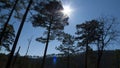 Mountain pines with sunburst and lens flare