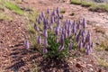 Tall Mulla Mulla ptilotus exaltatus in australian outback