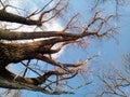 A tall, multi-stemmed willow tree against the backdrop of a sunny blue winter sky with white clouds. A beautiful old tree Royalty Free Stock Photo