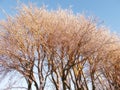 Tall naked trees on a field during winter on a cold winter day. Big bare leafless trees covered in snow standing in a Royalty Free Stock Photo