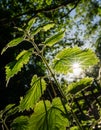 Tall Nettle wildflower at sunset Royalty Free Stock Photo