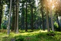 Spruces picea abies growing in evergreen coniferous forest in Owl Mountains Landscape Park, Sudetes, Poland.