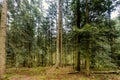 Tall Norway spruce picea abies trees in woodland. Spruces usually grow in evergreen forest in the region of Beskid Wyspowy near