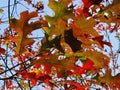 A tall oak tree in autumn Royalty Free Stock Photo