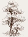 Tall oak tree and sapling hand drawn