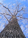 Tall Oak Tree with Snowy Limbs