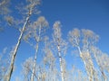 Tall Ohia Trees after the volcanic gasses