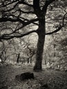 Tall old beech tree growing in a forest clearing with dark trunk and branches in silhouette and boulders on the ground Royalty Free Stock Photo