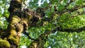 tall old maple trees covered in moss