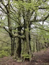 Tall old stately beech trees with vibrant green spring leaves moss covered bark and large roots in hillside forest in yorkshire Royalty Free Stock Photo