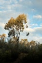 Tall, old tree in the middle of the forest, shining from sunset light, vertical