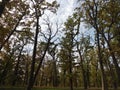 Landscape: tall trees in a deciduous forest in early autumn. Royalty Free Stock Photo