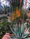 Tall orange and yellow desert flowers