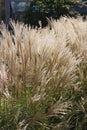 Tall Ornamental Chinese Silver Grass, Miscanthus sinensis, in a garden