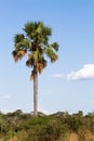 Tall palm tree Royalty Free Stock Photo