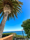 Tall palm tree by Pacific coastline in Monterey, California