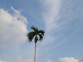 tall palm tree against blue sky background. Royalty Free Stock Photo