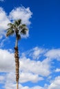 Tall Palm Tree Against Blue Sky With Clouds - Vertical Shot Royalty Free Stock Photo