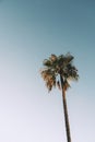 Tall palm tree against blue sky. Natural background. Summer concept Royalty Free Stock Photo