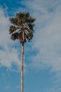 Tall palm tree against blue sky on a sunny day Royalty Free Stock Photo