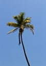 Tall palm tree against a blue sky Royalty Free Stock Photo