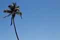 Tall palm tree against a blue sky Royalty Free Stock Photo